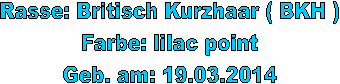 Rasse: Britisch Kurzhaar ( BKH )
Farbe: lilac point
Geb. am: 19.03.2014